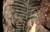 Alloiopteris